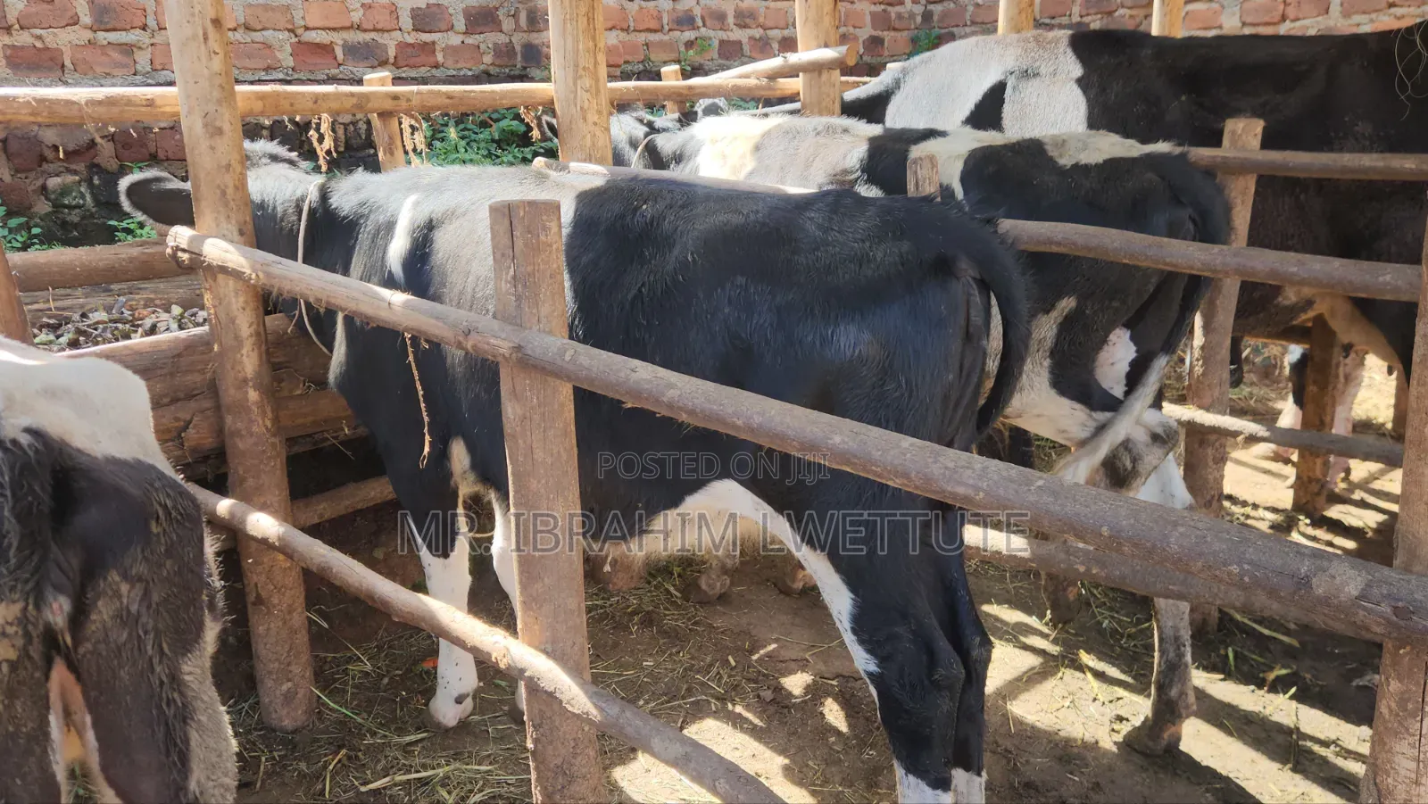 Incalf Friesian Heifer on Sale