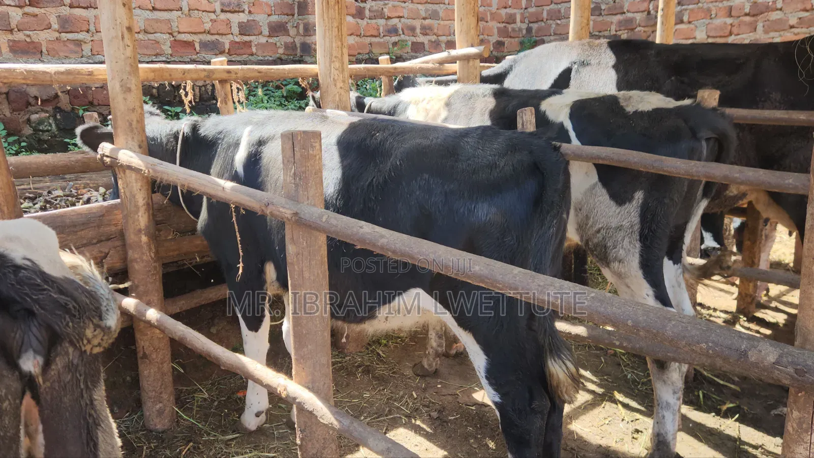Incalf Friesian Heifer on Sale