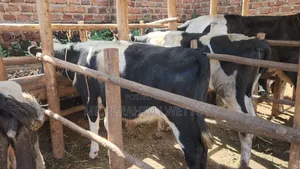Incalf Friesian Heifer on Sale