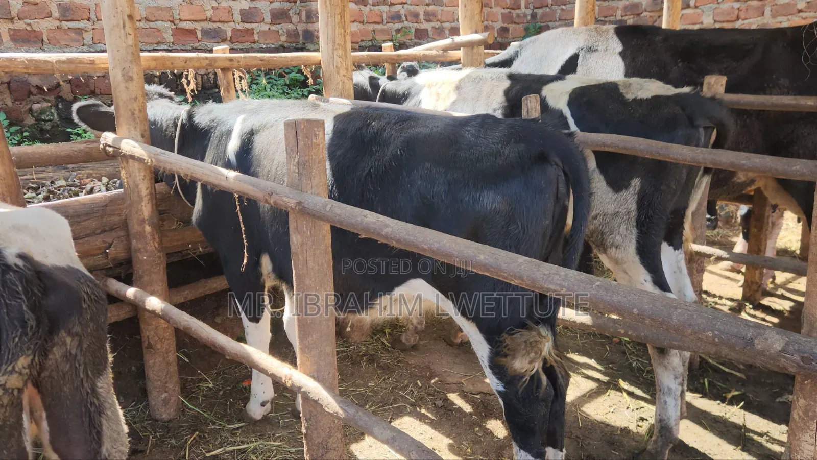 Incalf Friesian Heifer on Sale