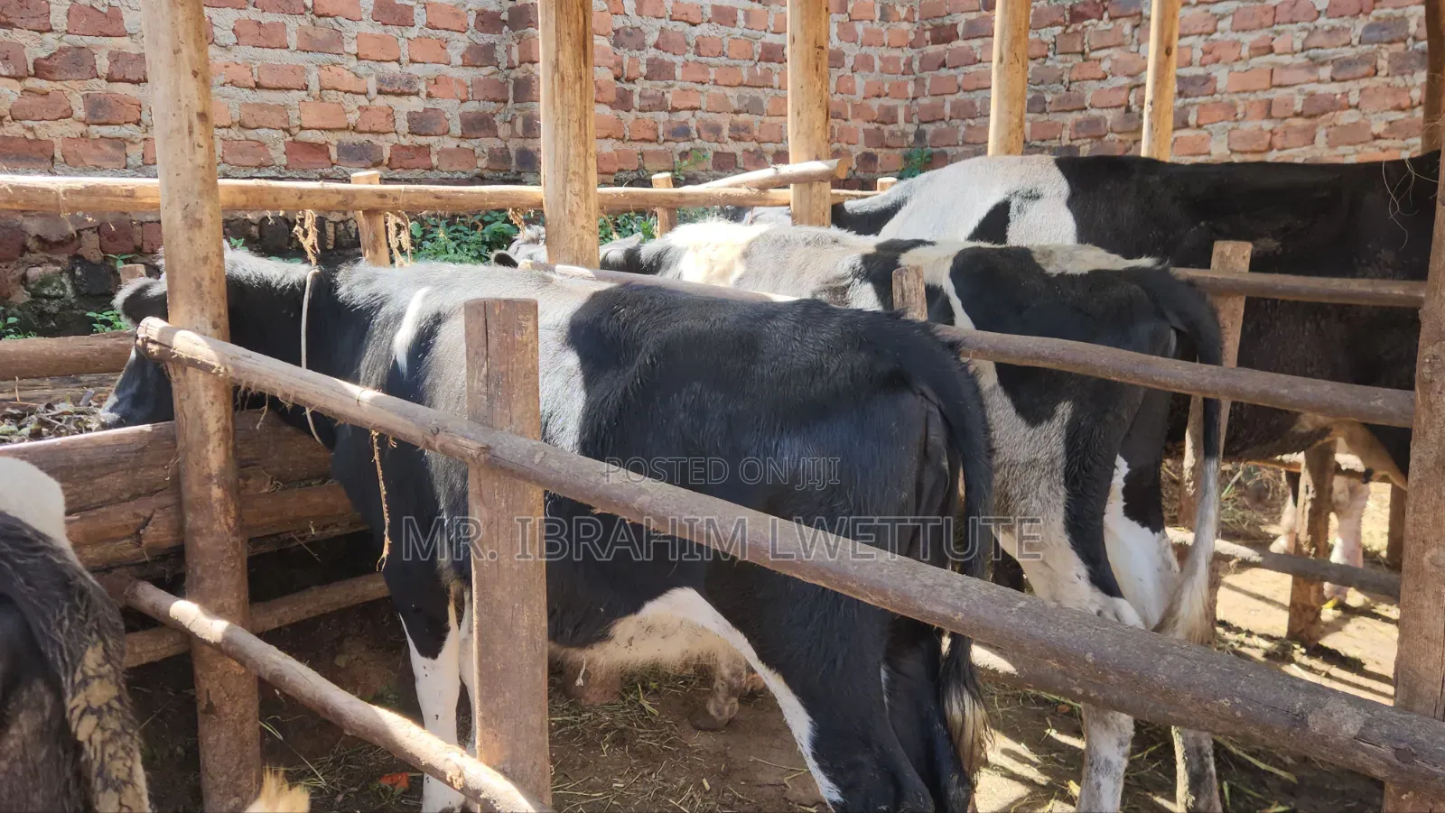 Incalf Friesian Heifer on Sale