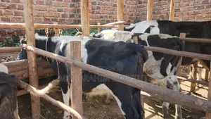 Incalf Friesian Heifer on Sale