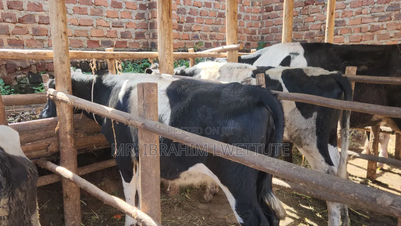 Incalf Friesian Heifer on Sale