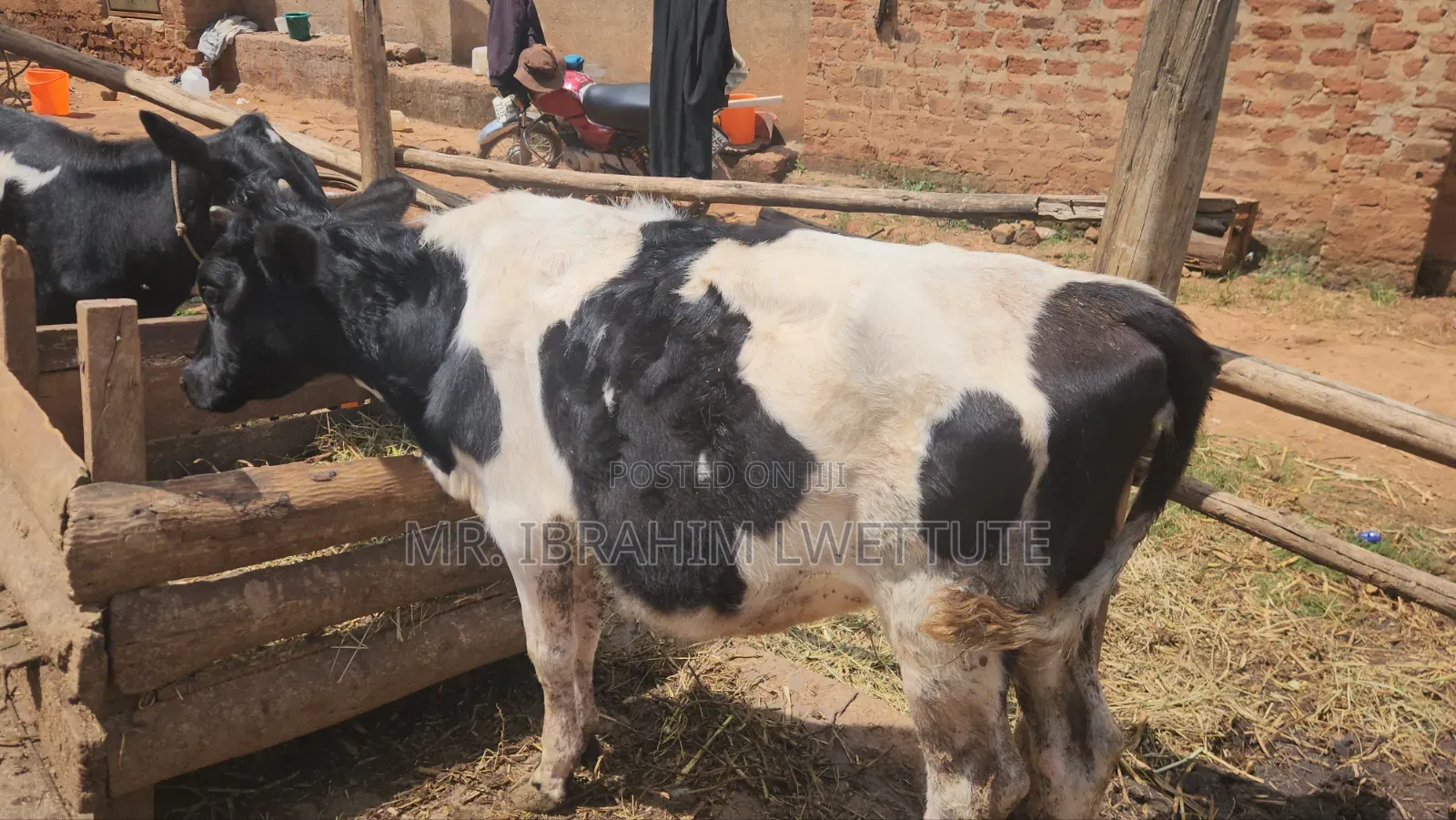 Holstein on Sale