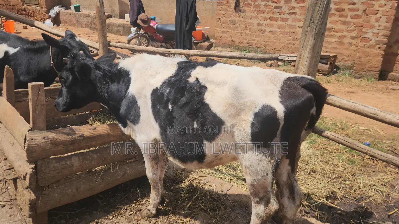 Holstein on Sale