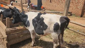 Holstein on Sale