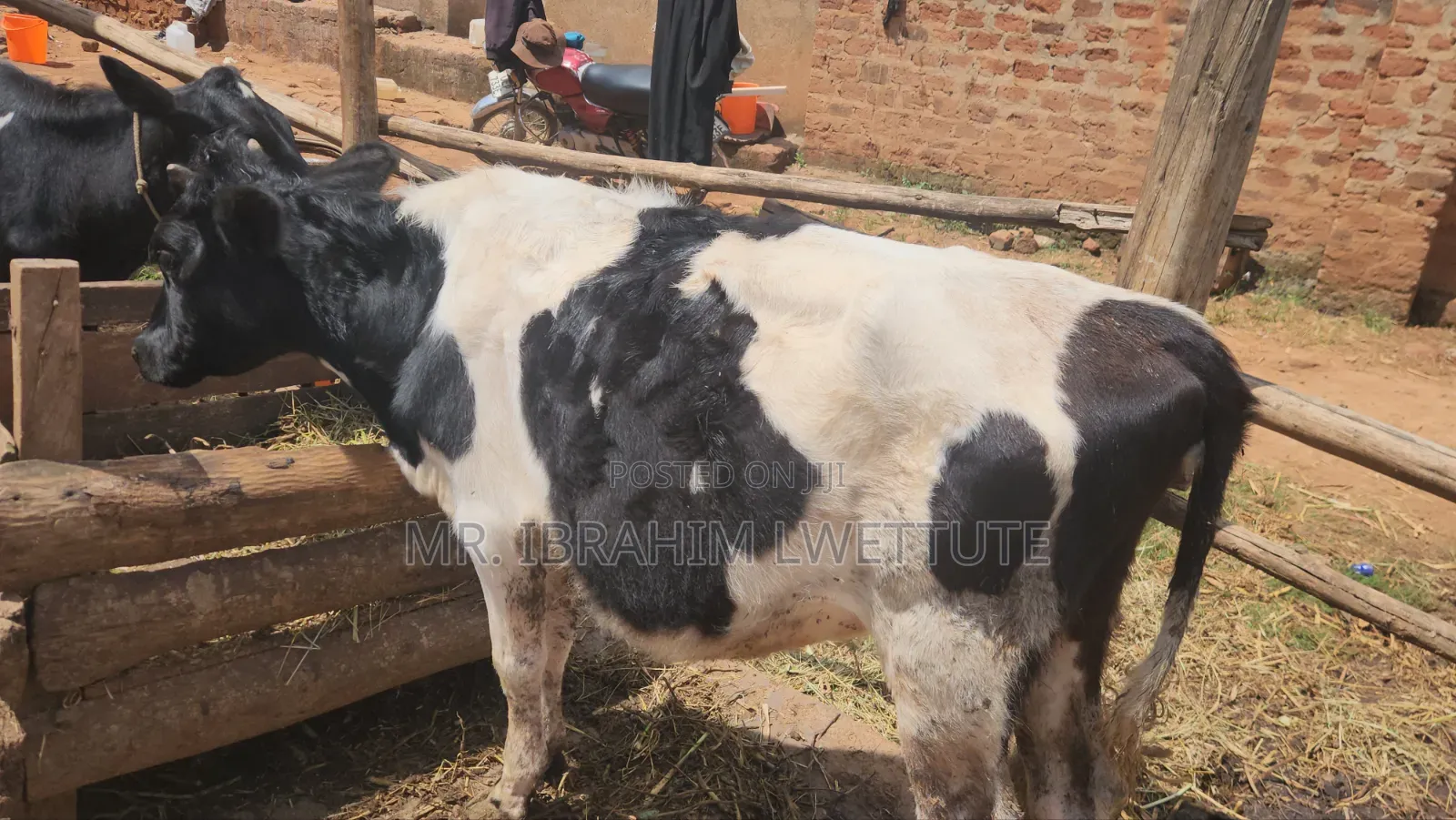 Holstein on Sale
