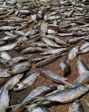 Mukene/Silver Fish