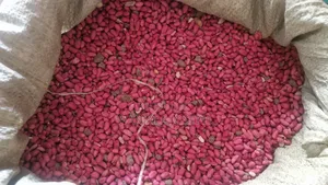 Busoga Gnuts