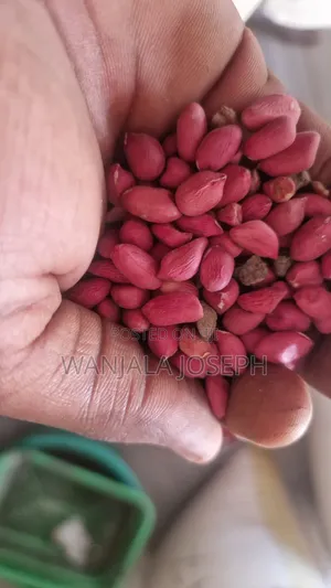 Busoga Gnuts