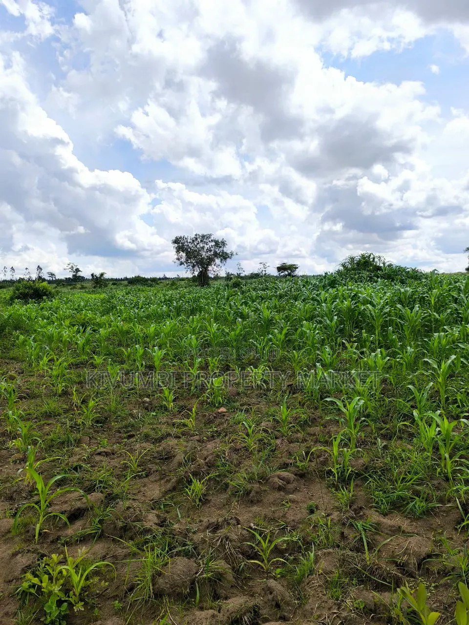 19 Acres Land for Sale in Busukuma Gayaza-Zirobwe Road