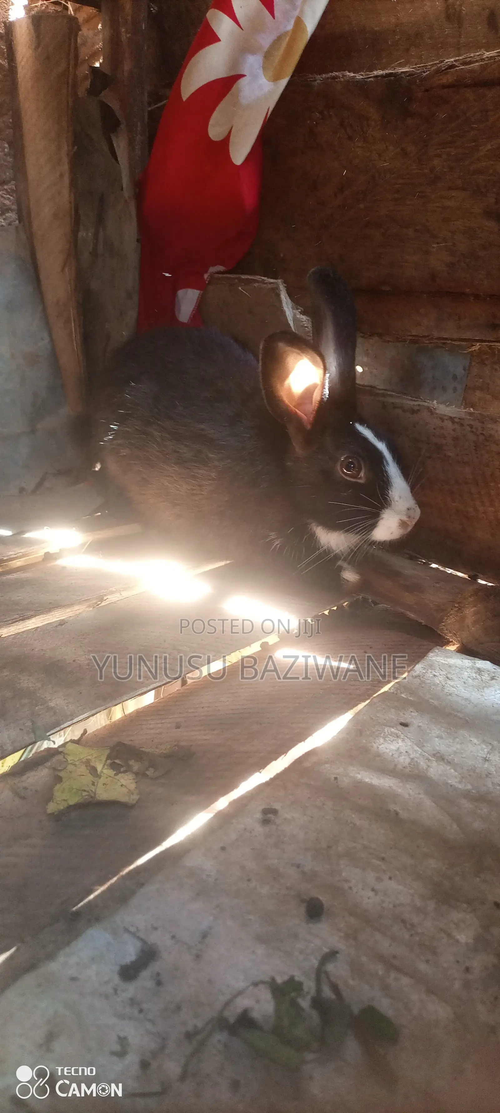 Rabbits Selling