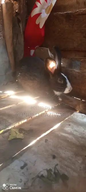 Rabbits Selling
