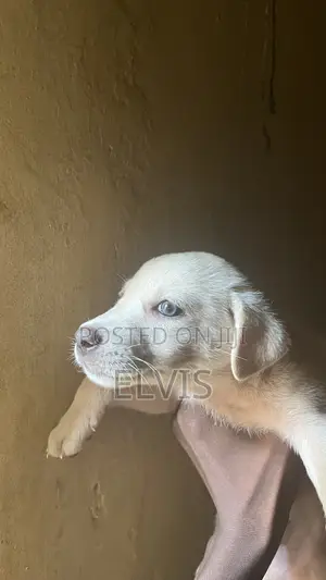 0-1 month Male Mixed Breed Labrador Retriever