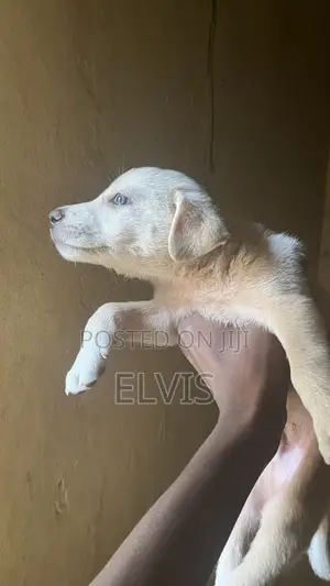 0-1 month Male Mixed Breed Labrador Retriever
