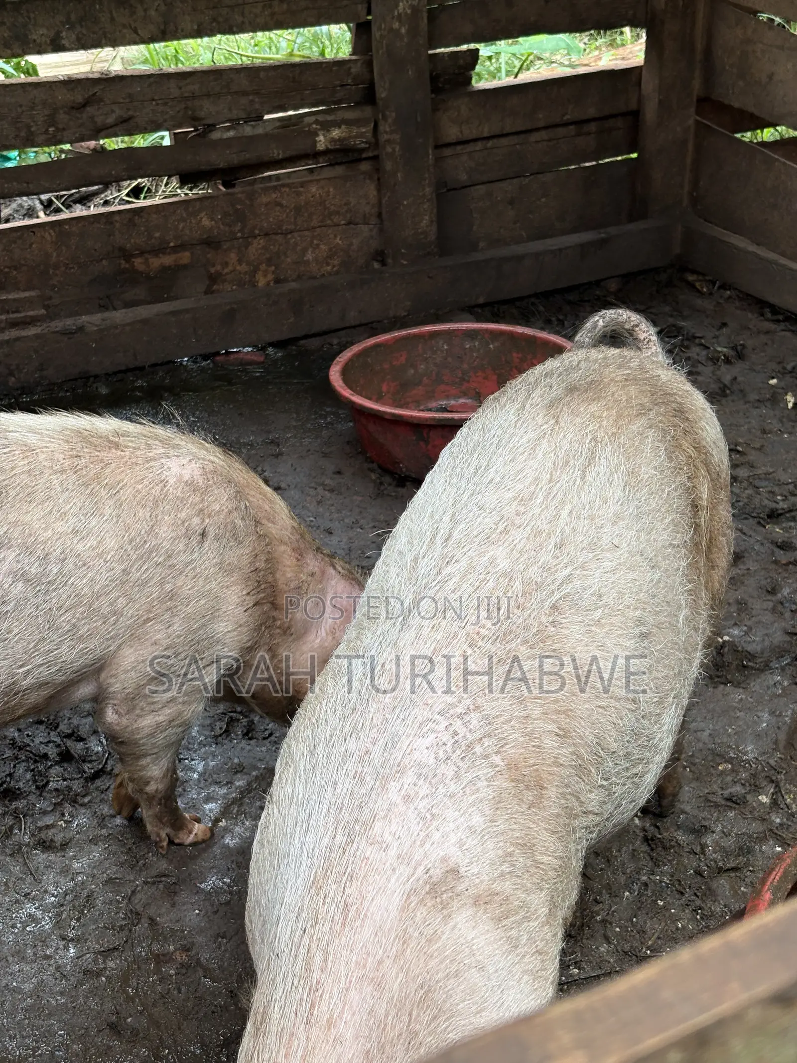 Pig to Start a Farm