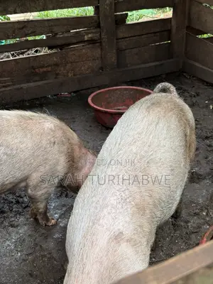 Pig to Start a Farm