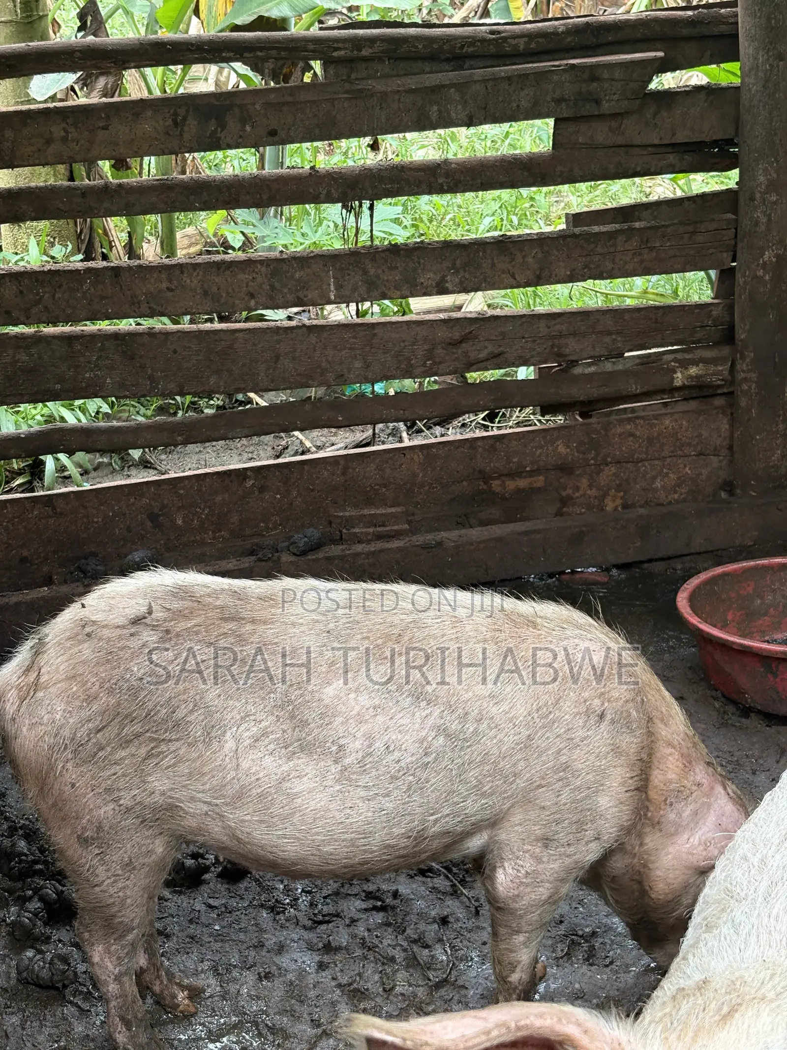 Pig to Start a Farm