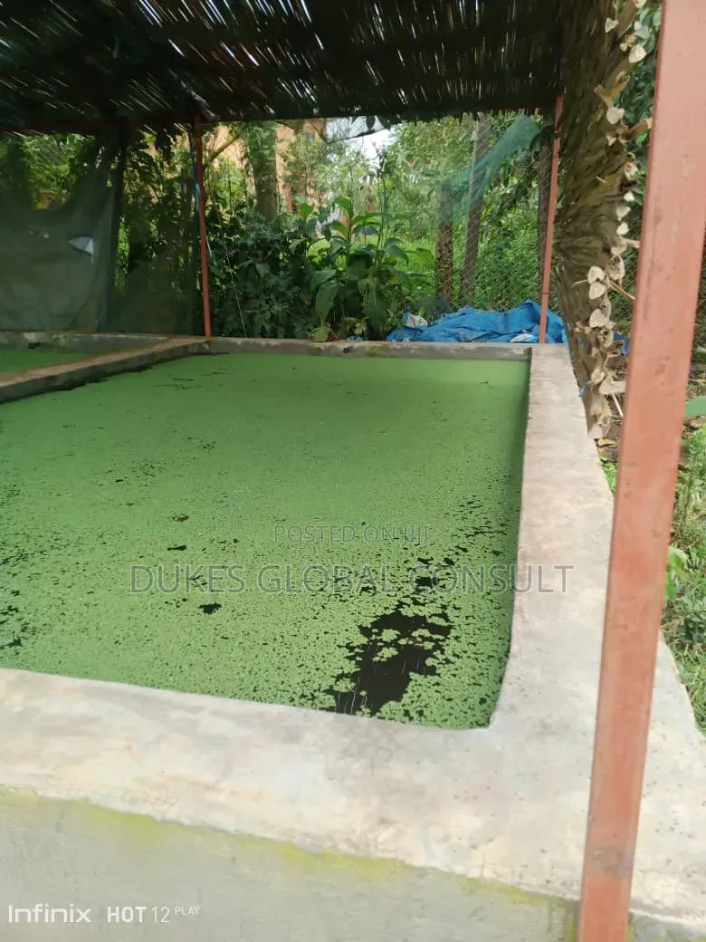 Azolla Plant
