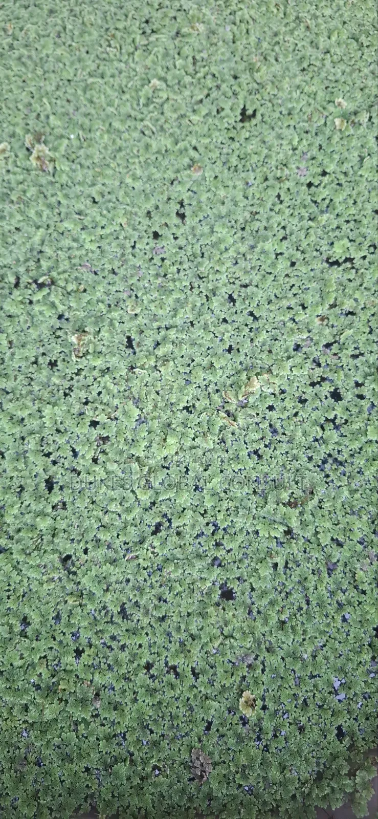 Azolla Plant