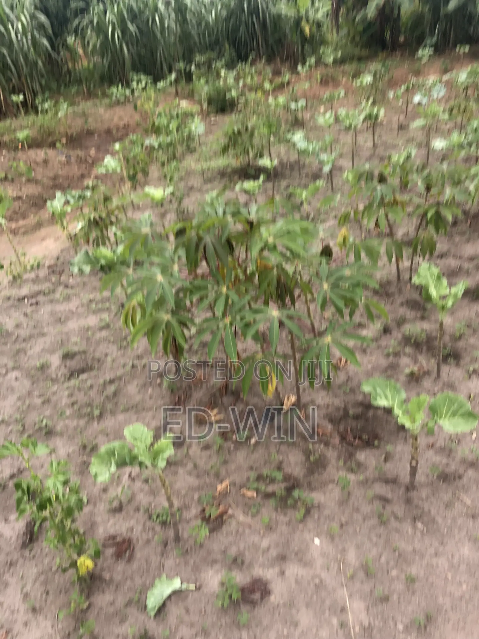 Kyaliwajala Namugongo 2 Acres