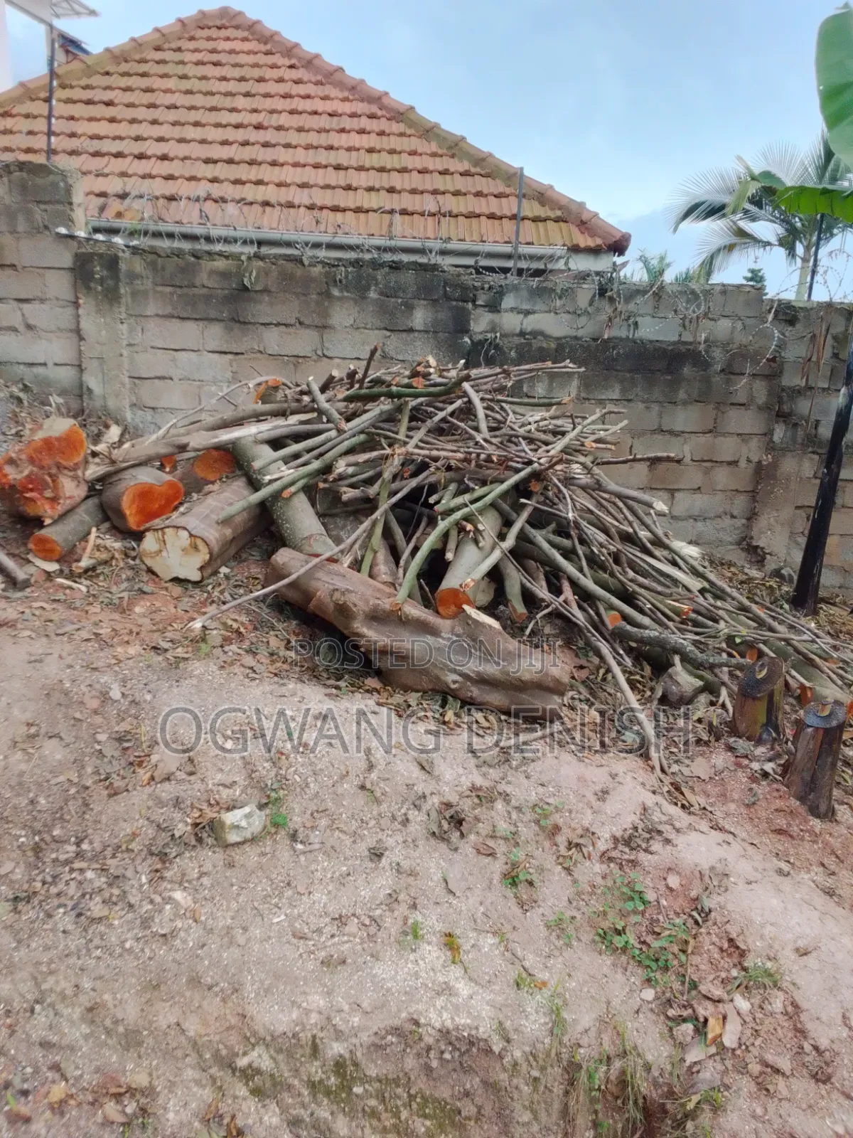 Firewood For Cooking And Burning Bricks