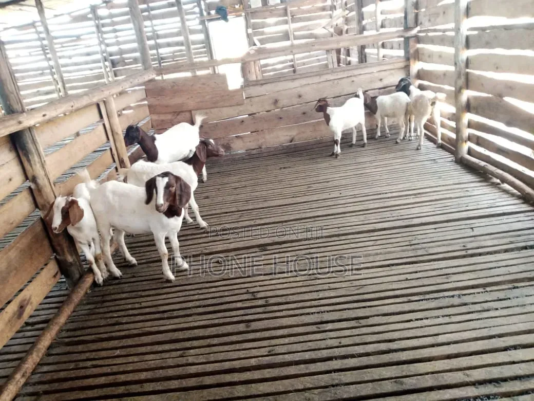 Hot Deal for Goats Embuzi Enganda Nenzungu Beor Savanna Local