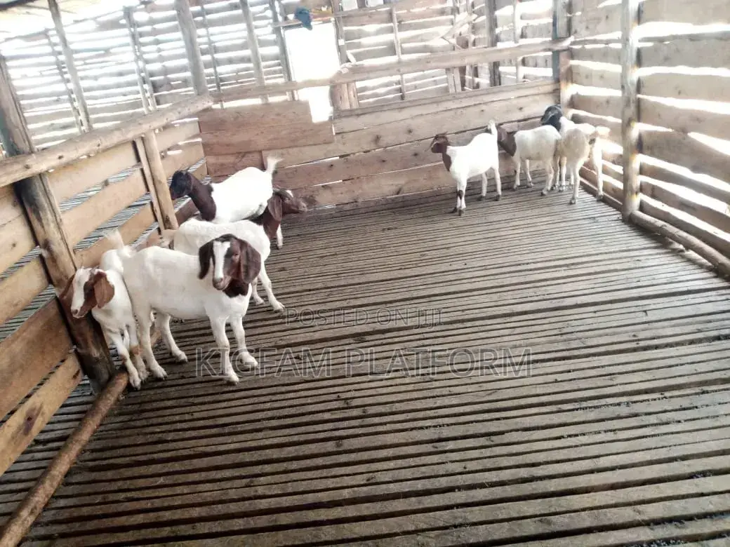 Hot Deal for Goats Embuzi Enganda Nenzungu Beor Savanna Local