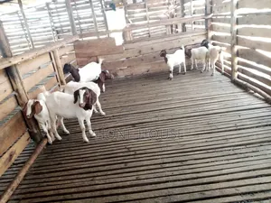 Hot Deal for Goats Embuzi Enganda Nenzungu Beor Savanna Local