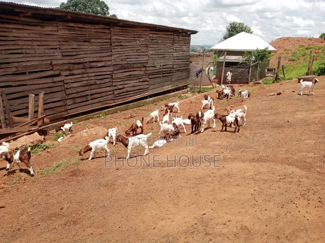 Hot Deal for Goats Embuzi Enganda Nenzungu Beor Savanna Local