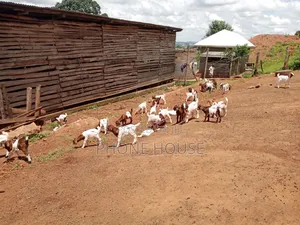 Hot Deal for Goats Embuzi Enganda Nenzungu Beor Savanna Local