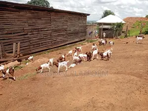 Hot Deal for Goats Embuzi Enganda Nenzungu Beor Savanna Local