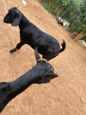Hot Deal for Goats Embuzi Enganda Nenzungu Beor Savanna Local