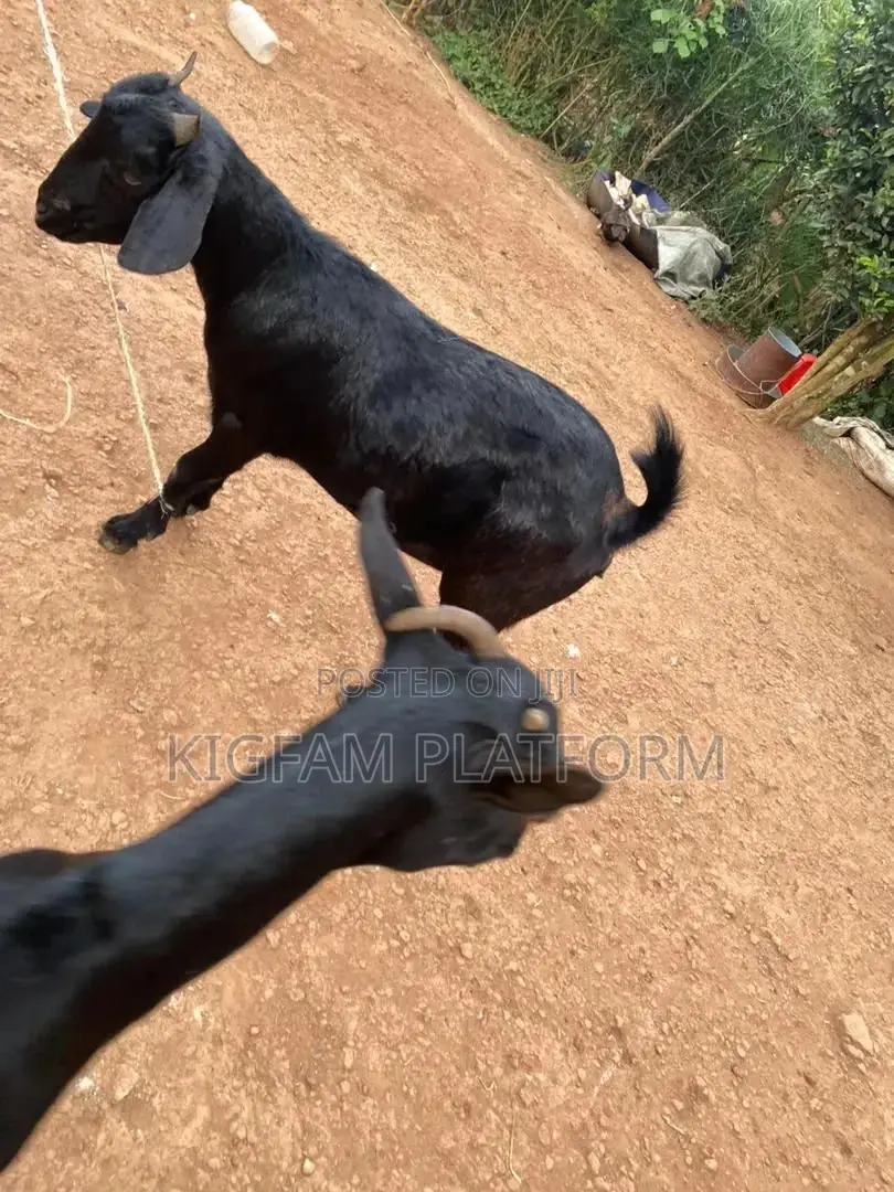 Hot Deal for Goats Embuzi Enganda Nenzungu Beor Savanna Local