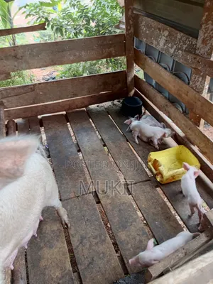 Piglets Available