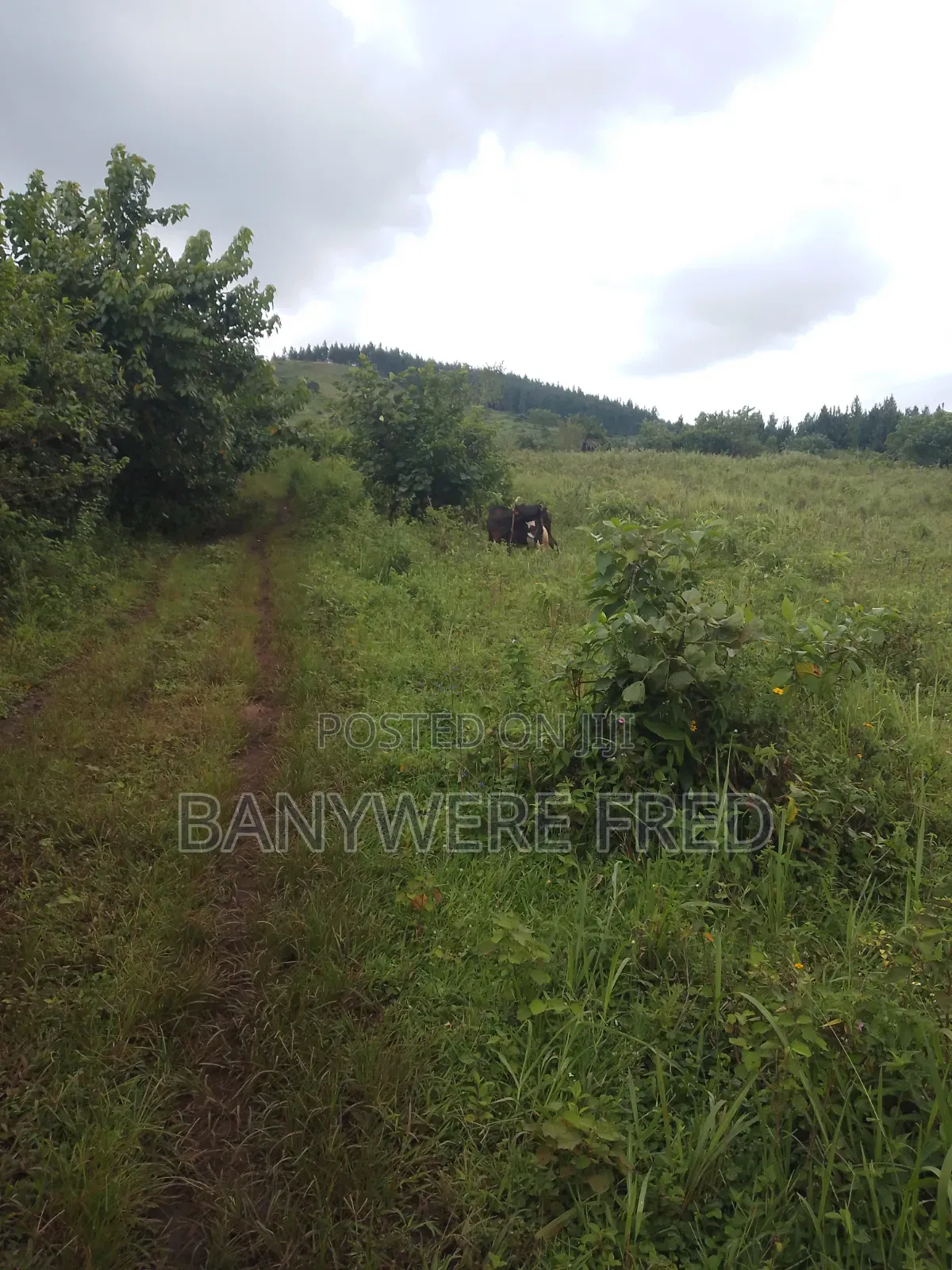 90 Acres of Farmland for Sale in Nangunga