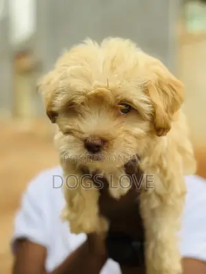 1-3 months Male Purebred Poodle