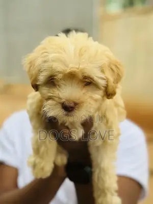 1-3 months Male Purebred Poodle