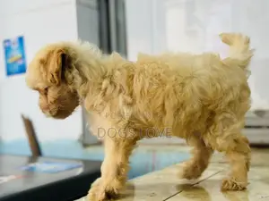1-3 months Male Purebred Poodle