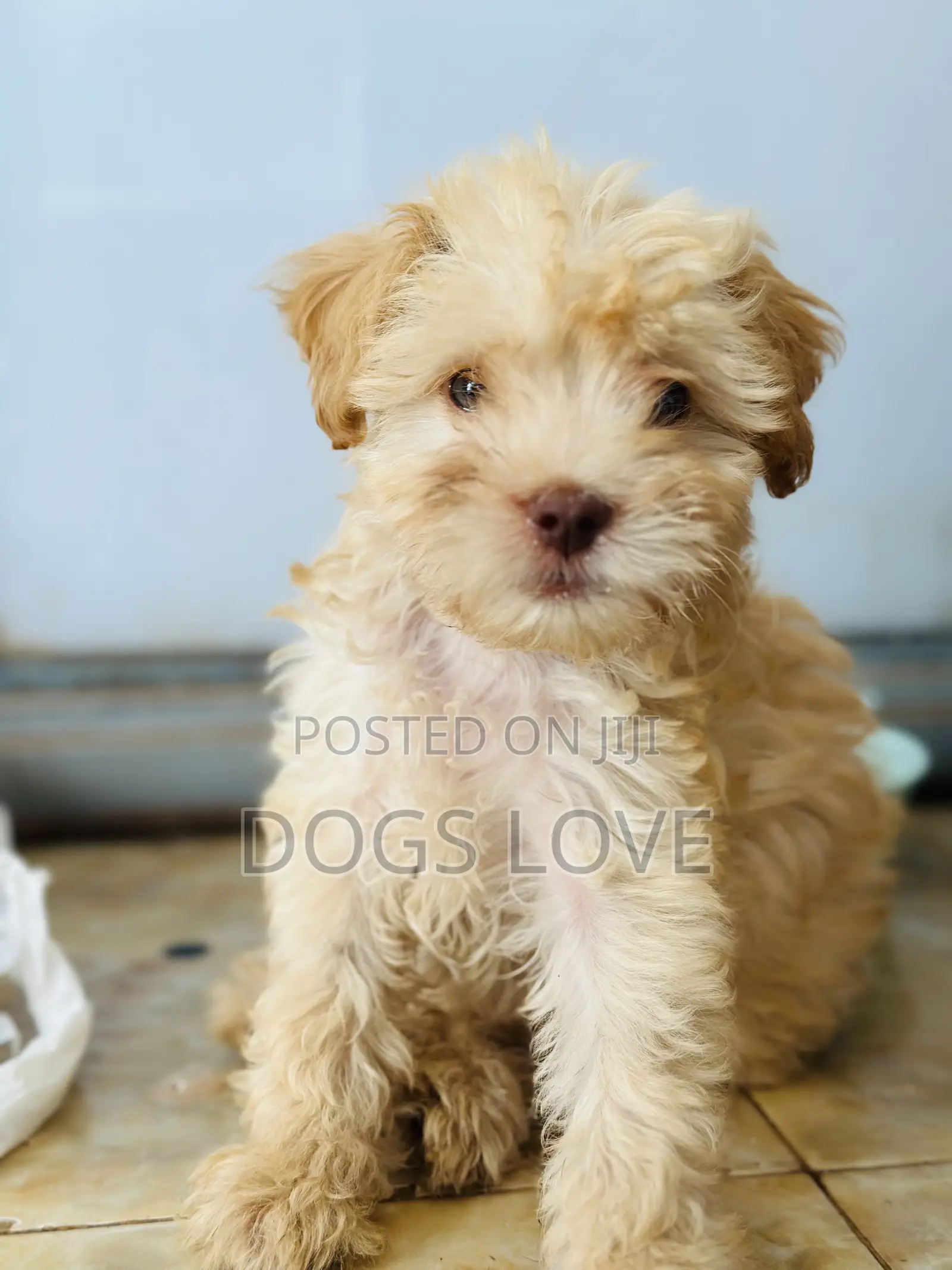 1-3 months Male Purebred Poodle