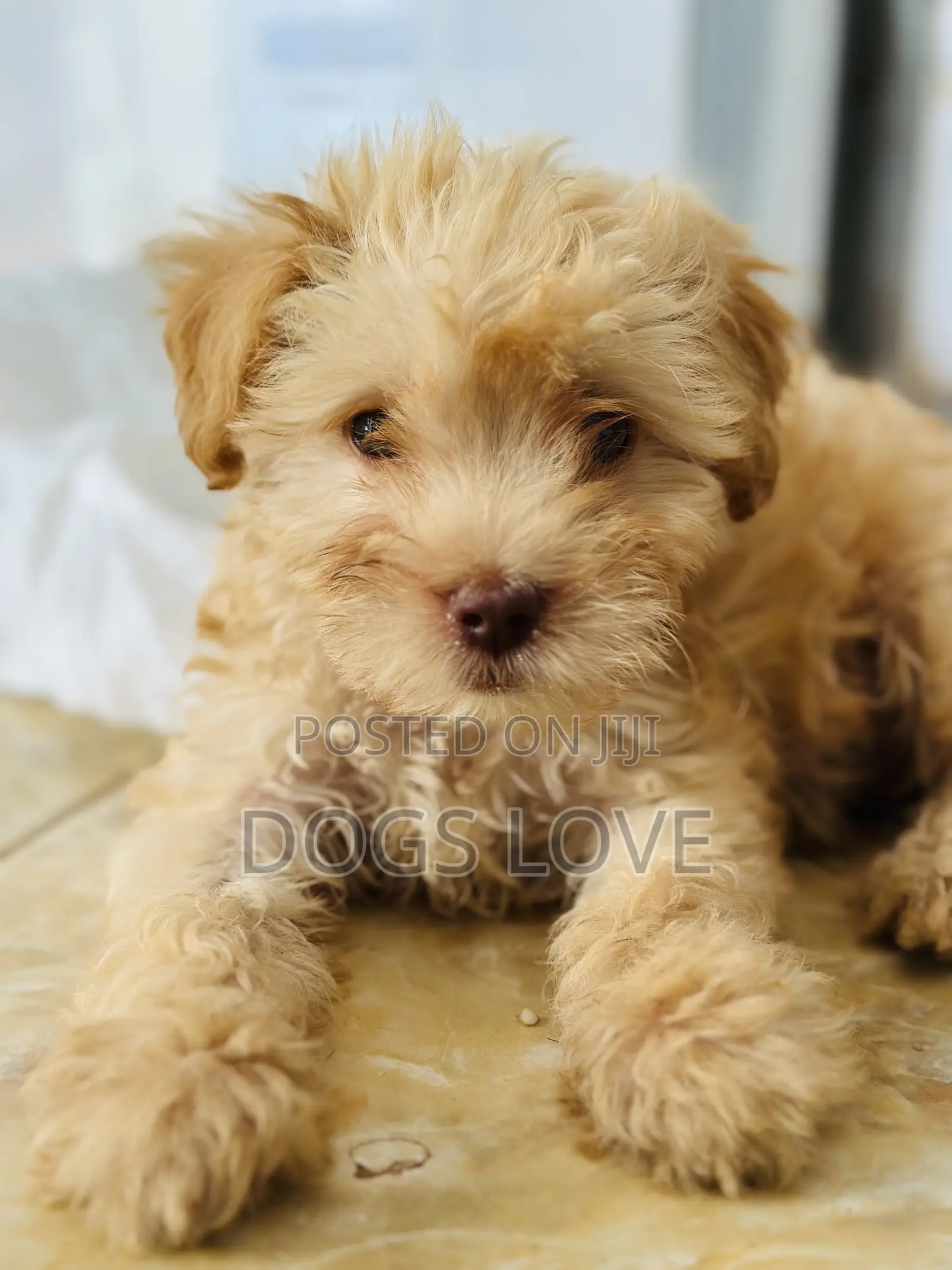 1-3 months Male Purebred Poodle