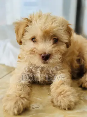 1-3 months Male Purebred Poodle
