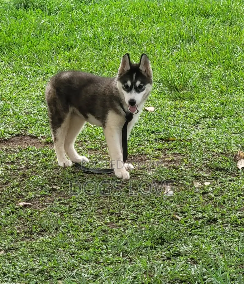 3-6 months Male Purebred Siberian Husky