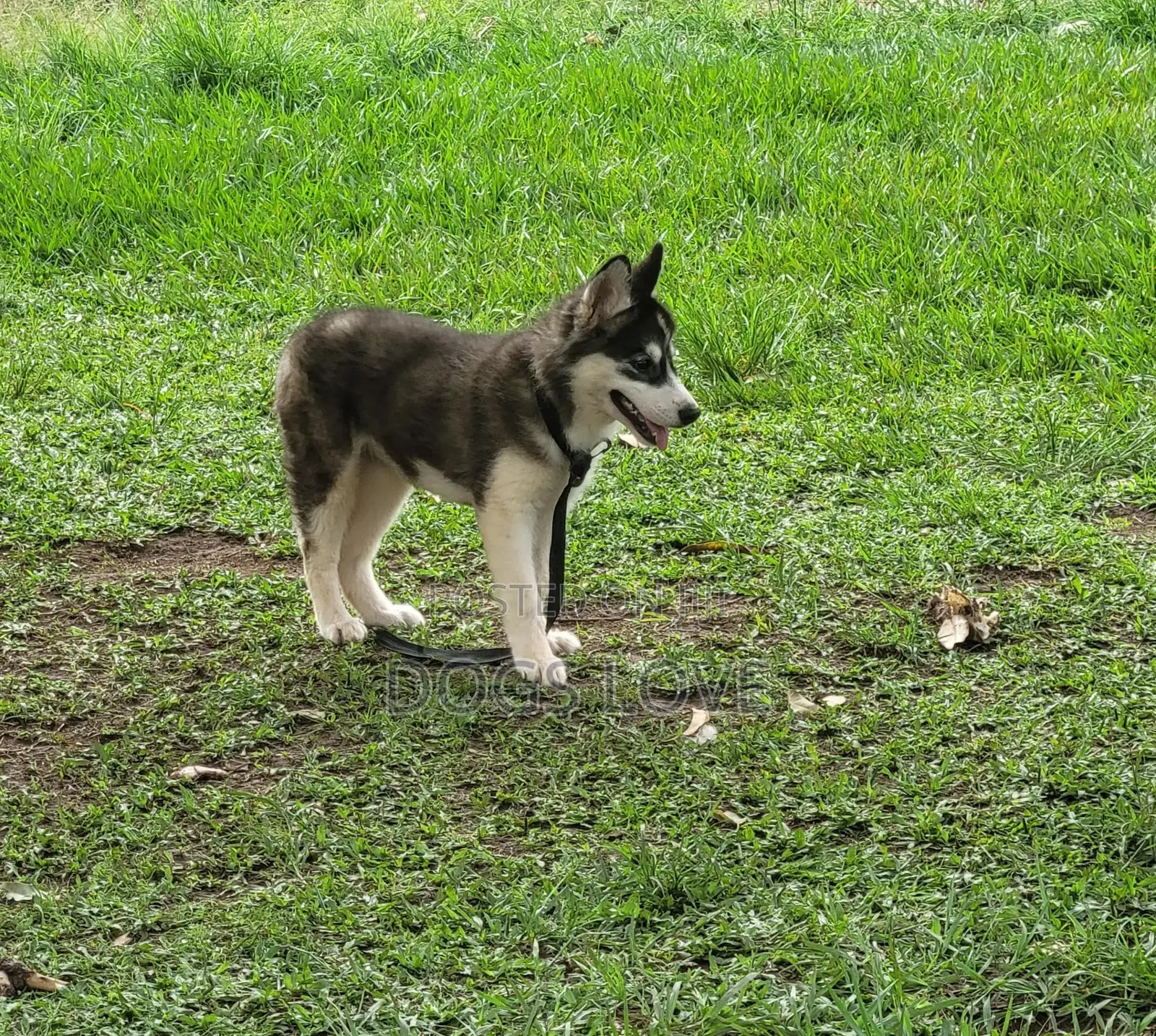 3-6 months Male Purebred Siberian Husky