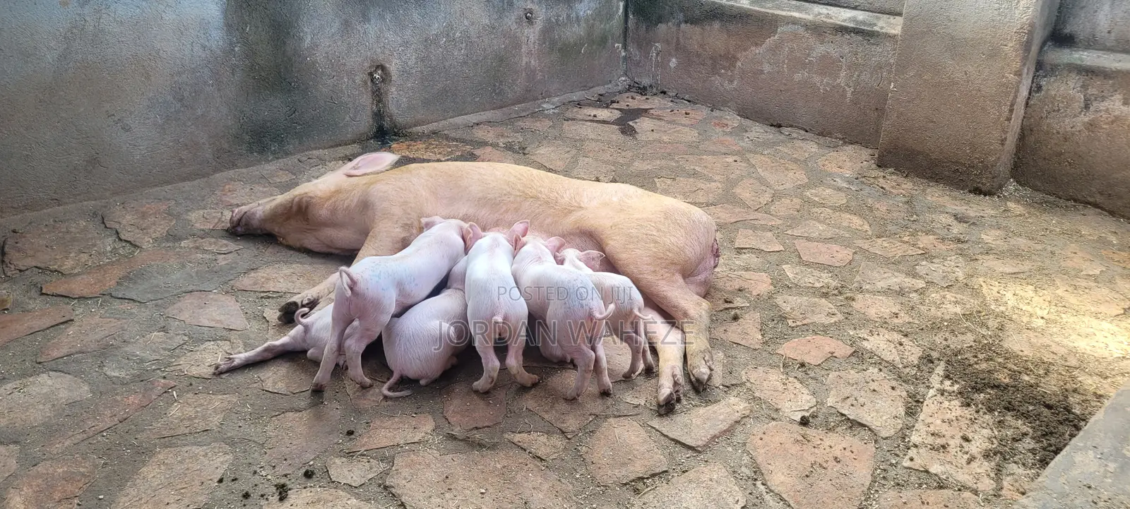Duroc Boar
