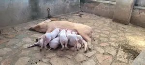 Duroc Boar