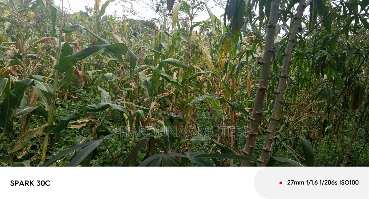 Tittle for Sale Nansana