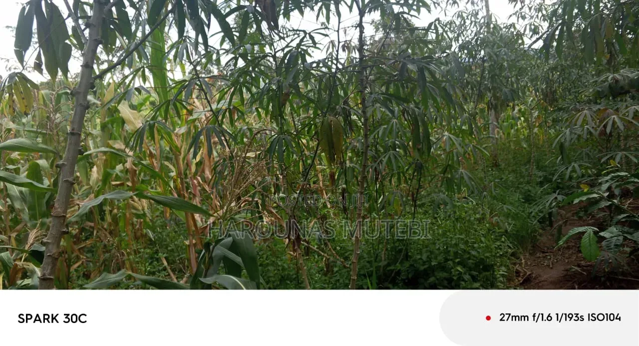Tittle for Sale Nansana