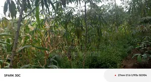 Tittle for Sale Nansana