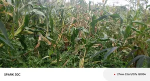 Tittle for Sale Nansana